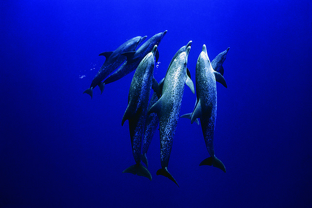 spotted dolphins