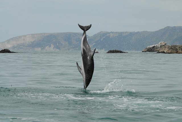 dusky dolphin