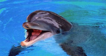 Happy Dolphin