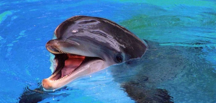 Happy Dolphin