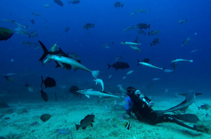scuba