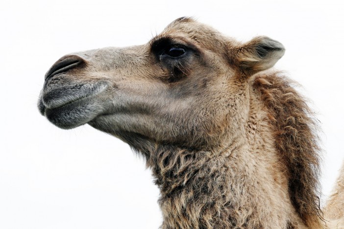 animal-908440_1920