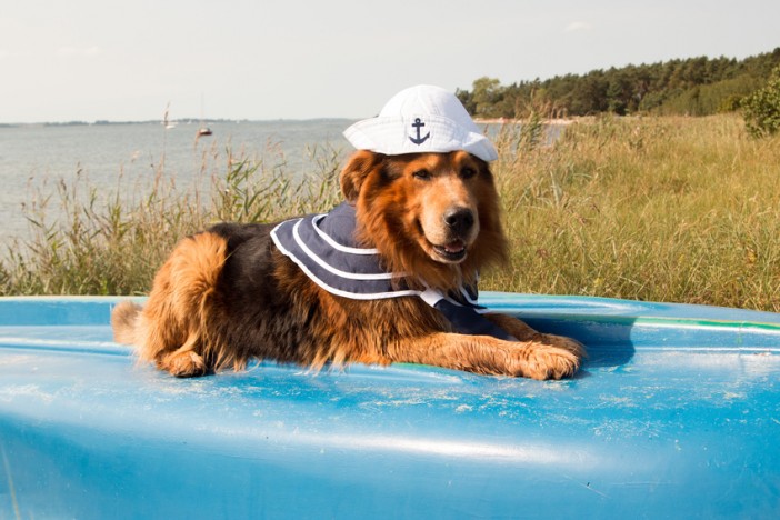 Pet on a cruise holiday