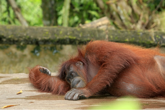 orangutan kota kinabalu malaysia