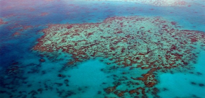 great barrier reef guide