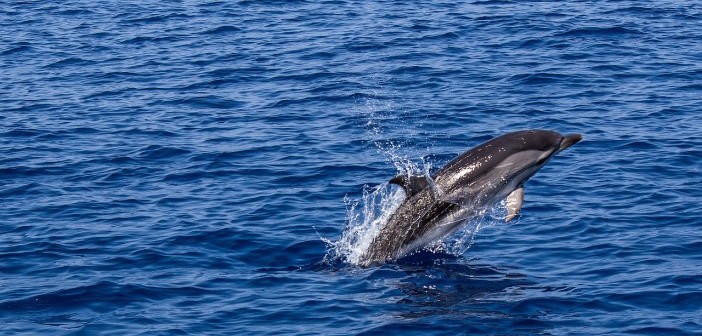 dolphin sight