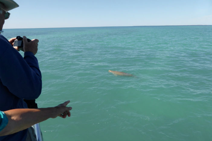 dolphin sight australia