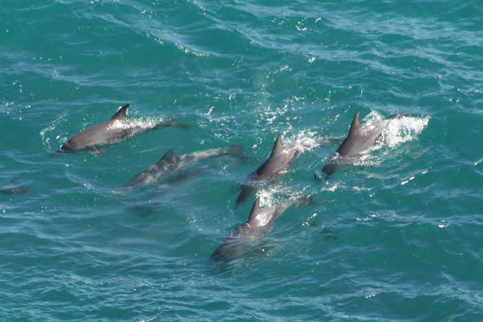 dolphins australia