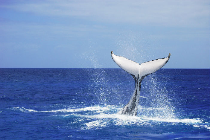 whale australia