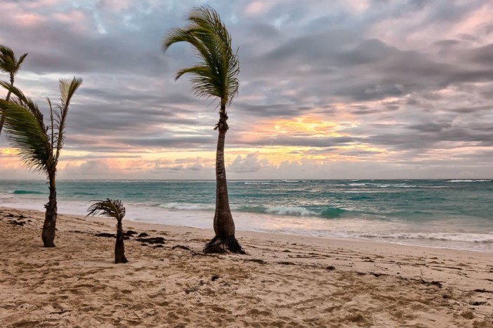 windy palm trees swaying with the wind