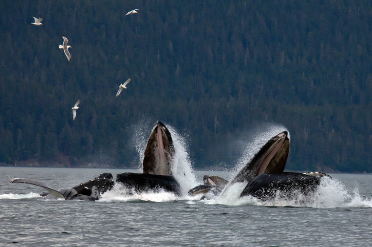 alaska destination guide