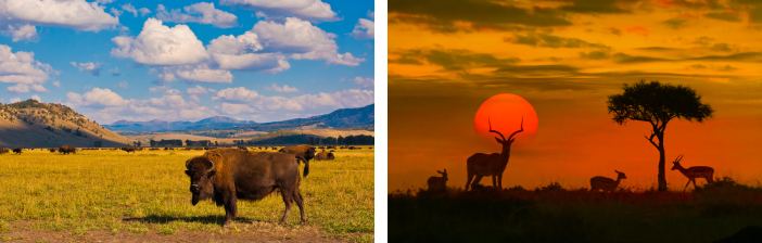 Yellowstone National Park, USA and Kruger National Park, South Africa