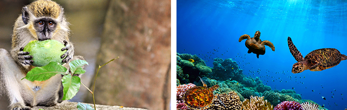monkey eating a coconut and sea turtles swimming in the waters of the Caribbean Sea
