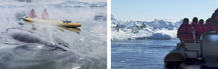 humpback whale sighting during a kayak excursion and penguin sighting during Zodiac boat excursion